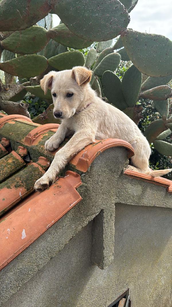 Norah meravigliosa cucciola cerca casa  Foto 6